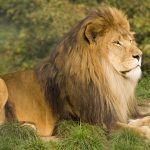 National animals:  Lion  and  Bulldog